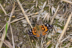 Painted Lady-DSD0677