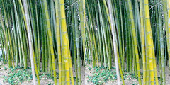LA County Arboretum bamboo stereoscopy 3