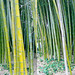 LA County Arboretum bamboo stereoscopy 3