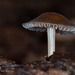 165/366: Wee Glossy Mushroom