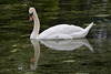 Sweden, Stockholm, The Swan in the Pond of the Park of Drottningholm