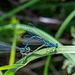 Azure Bluet-DSZ4518