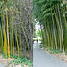 LA County Arboretum bamboo stereoscopy 2