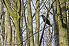 20160303 0116VRAw [D~BI] Rabenkrähe (Corvus corone), Tierpark Olderdissen, Bielefeld