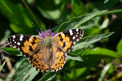 Painted Lady-DSD2432