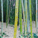 LA County Arboretum bamboo stereoscopy 1