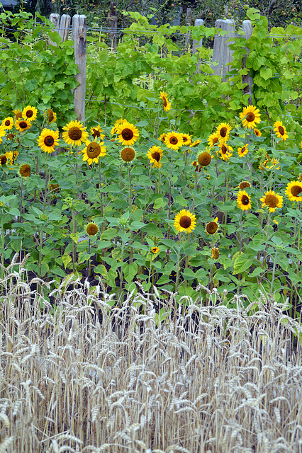Landwirtschaft in Kleinformat, vorne Getreide dann Sonnenblumen, und dahinter Rebbau. An der IGS 2013