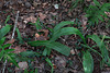 Platanthera integrilabia (White Fringeless orchid) - juvenile plants