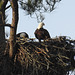 Bald Eagles on their nest