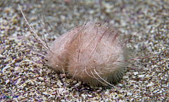 Lovenia cordiformis (Heart Urchin) on the West end of Santa Cruz Island, California - Olympus E-520 - Zuiko 14-42mm f/3.5-5.6