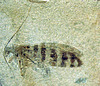 fossil katydid ROM kazak 150M DSC 2397