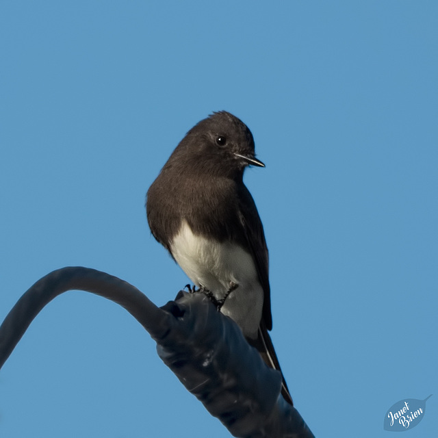 The Darling Black Phoebe! (+1 inset!)