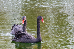 Black Swan-DSD0482