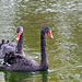 Black Swan-DSD0482