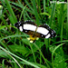 23 Small Butterfly near Canal