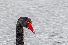 Black Swan-DSD0485