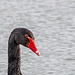 Black Swan-DSD0485