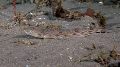 Synodus lucioceps (California Lizardfish) on the West end of Santa Cruz Island, California - Olympus E-520 - Zuiko 14-42mm f/3.5-5.6