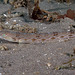 Synodus lucioceps (California Lizardfish) on the West end of Santa Cruz Island, California - Olympus E-520 - Zuiko 14-42mm f/3.5-5.6