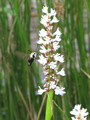 Snowberry clearwing moth (Hemaris diffinis) on Pontederia flowers.﻿