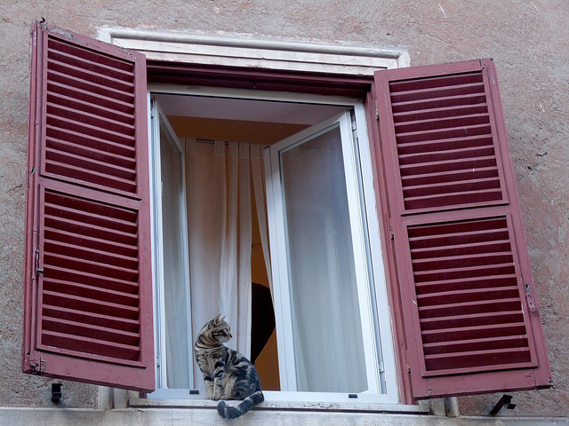 #32 - Daniela Brocca - Rome moderators meeting 2012-Window with cat - 5̊ 4points