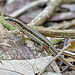 Spotted Forest Skink - Sphenomorphus maculatus