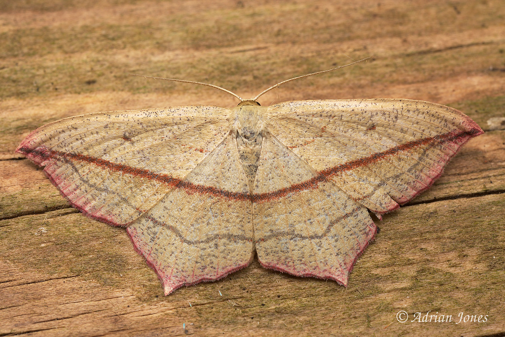 Timandra comae (Blood-vein moth).