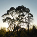 A Eucalyptus tree at dusk
