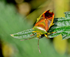 Birch Shieldbug.Elasmostethus interstinctus