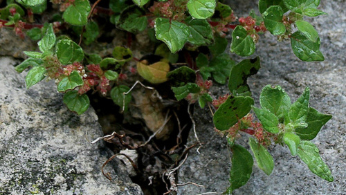 Parietaria judaica Parietaria judaica