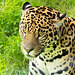 Jaguar close up (1)