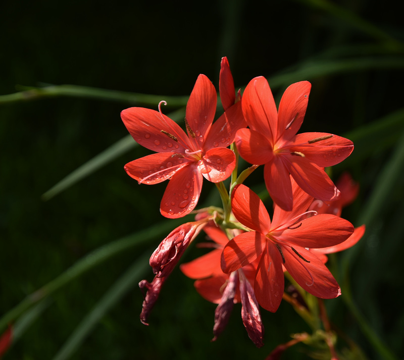 Hesperandtha Coccinea ~Crimson Flag Lily