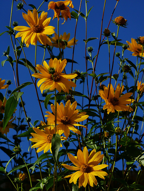 Oxeyes Oxeyes