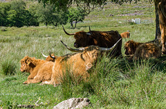 Lazy Days and Hot Coos