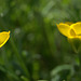 A Yellow Blur Of Buttercups