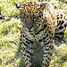 Jaguar close up