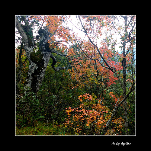 El bosque en otoño