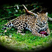 Jaguar pose
