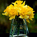 Die letzten Osterglocken - The last daffodils
