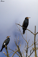 Grands cormorans