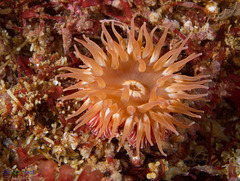 Caryophyllia alaskensis (Tan Cup Coral), San Nicolas Island, California - Olympus E-520 - Zuiko ED 50mm f/2