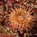Caryophyllia alaskensis (Tan Cup Coral), San Nicolas Island, California - Olympus E-520 - Zuiko ED 50mm f/2