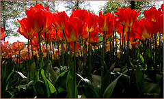 The sun is shining through the Tulips... Keukenhof, Lisse, The Netherlands...
