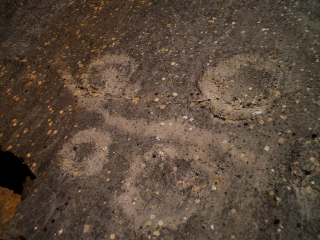 Dinosaur footprints.