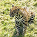 Jaguar posing