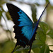 Butterfly, Papilio ulysses
