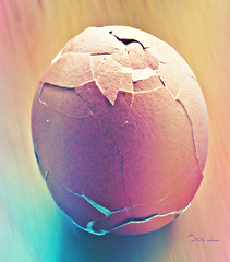 Ei - egg - uovo - œuf
