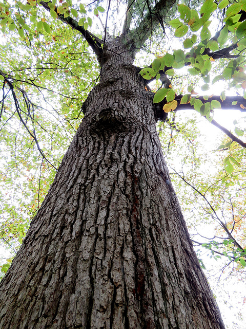A giant Elm above me.