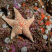 Dermasterias imbricata (Leather Star), Begg Rock,  San Nicolas Island, California - Olympus E-520 - Zuiko 14-42mm f/3.5-5.6