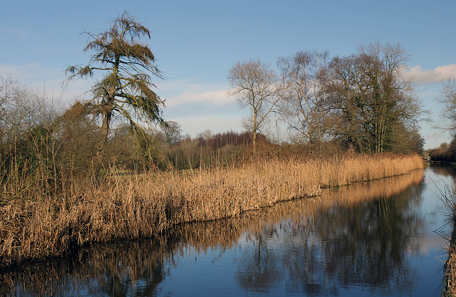 Larch and Reeds